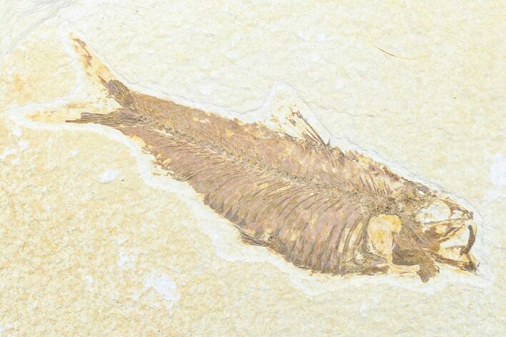 Detailed Fossil Fish (Knightia) - Wyoming #176396